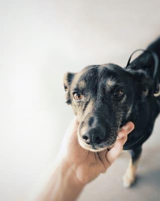 Foto de un perrito siendo acariciado